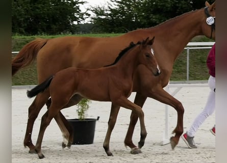 Caballo de Holstein, Yegua, 1 año, Castaño
