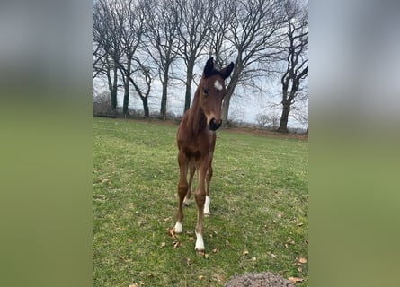 Caballo de Holstein, Yegua, 1 año, Castaño