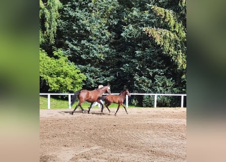 Caballo de Holstein, Yegua, 1 año, Castaño