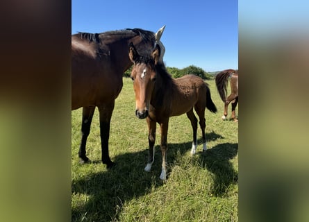 Caballo de Holstein, Yegua, 1 año, Castaño