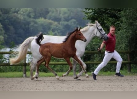 Caballo de Holstein, Yegua, 1 año, Castaño claro