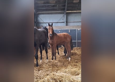 Caballo de Holstein, Yegua, 1 año, Castaño claro