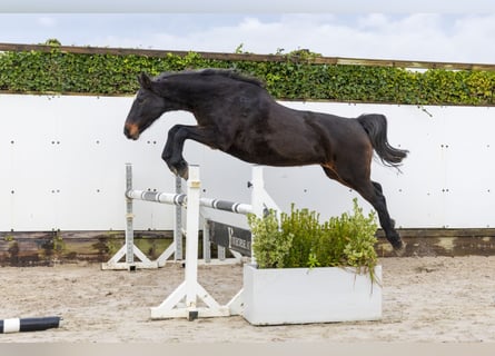 Caballo de Holstein, Yegua, 22 años, 163 cm, Castaño oscuro