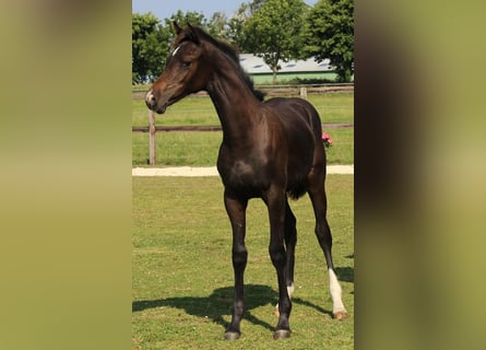 Caballo de Holstein, Yegua, 2 años, 155 cm, Castaño oscuro