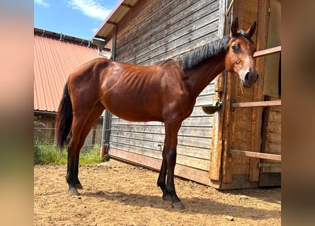 Caballo de Holstein, Yegua, 2 años, 168 cm, Castaño