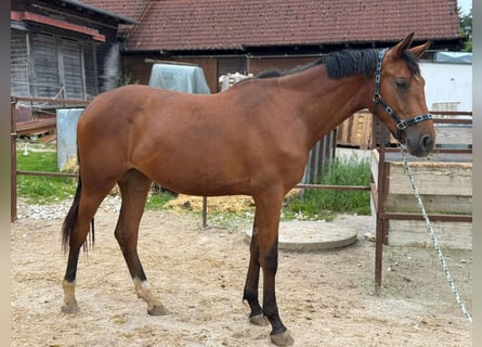 Caballo de Holstein, Yegua, 2 años, 175 cm, Castaño claro