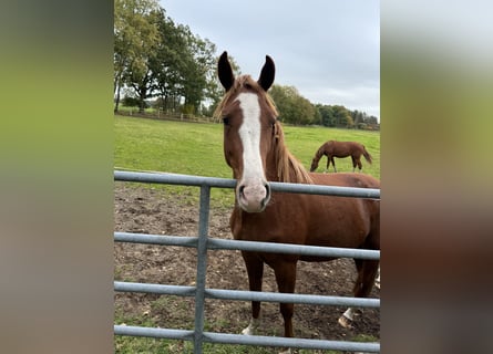 Caballo de Holstein, Yegua, 2 años, Alazán