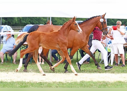 Caballo de Holstein, Yegua, 2 años, Alazán