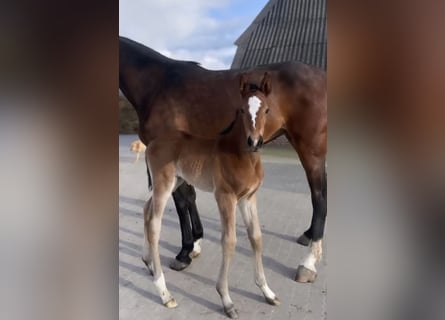 Caballo de Holstein, Yegua, 2 años, Castaño