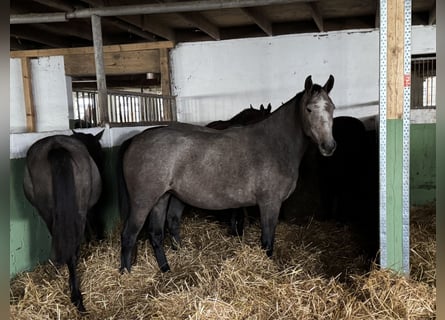 Caballo de Holstein, Yegua, 3 años, 154 cm, Tordo