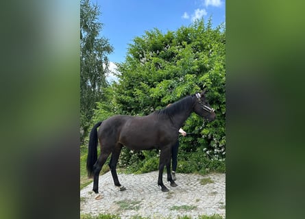 Caballo de Holstein, Yegua, 3 años, 159 cm, Castaño oscuro