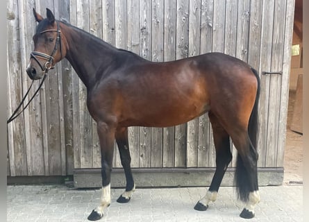 Caballo de Holstein, Yegua, 3 años, 160 cm, Castaño