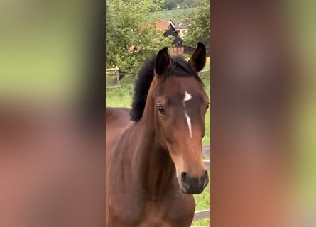 Caballo de Holstein, Yegua, 3 años, 160 cm, Castaño oscuro