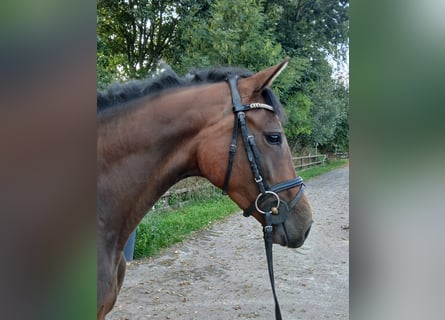 Caballo de Holstein, Yegua, 3 años, 161 cm, Castaño