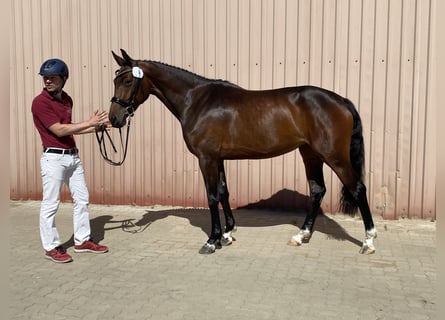 Caballo de Holstein, Yegua, 3 años, 165 cm, Castaño