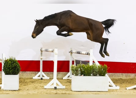 Caballo de Holstein, Yegua, 3 años, 166 cm, Castaño