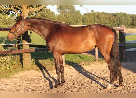 Caballo de Holstein, Yegua, 3 años, 169 cm, Morcillo