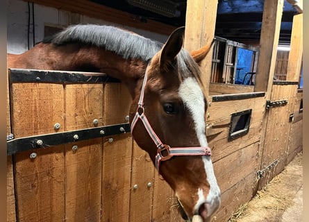 Caballo de Holstein, Yegua, 3 años, 170 cm, Castaño