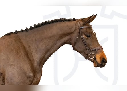 Caballo de Holstein, Yegua, 3 años, Castaño oscuro