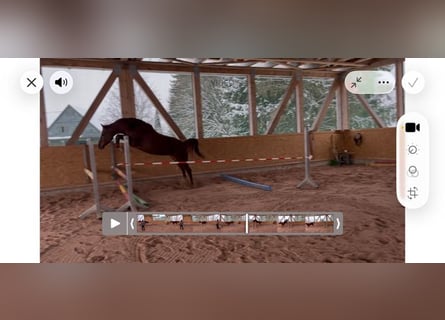 Caballo de Holstein, Yegua, 4 años, 160 cm, Alazán