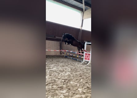 Caballo de Holstein, Yegua, 4 años, 161 cm, Castaño oscuro