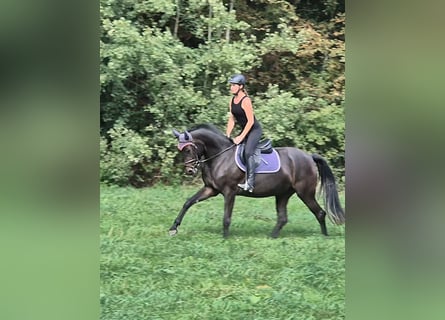 Caballo de Holstein, Yegua, 4 años, 165 cm, Morcillo