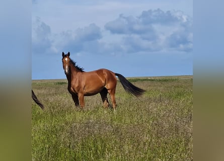 Caballo de Holstein, Yegua, 4 años, 168 cm, Castaño