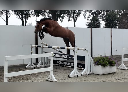 Caballo de Holstein, Yegua, 4 años, 168 cm, Castaño