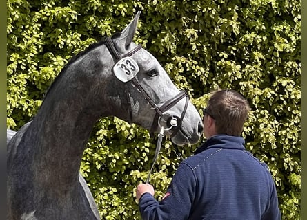 Caballo de Holstein, Yegua, 4 años, 169 cm, Tordo