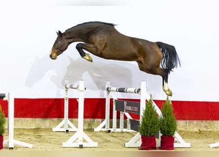 Caballo de Holstein, Yegua, 5 años, 160 cm, Castaño