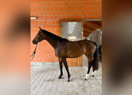 Caballo de Holstein, Yegua, 5 años, 162 cm, Castaño oscuro