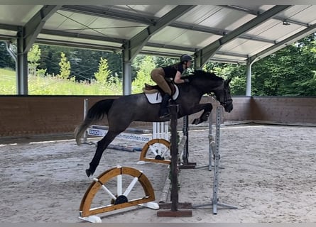 Caballo de Holstein, Yegua, 5 años, 163 cm, Tordo