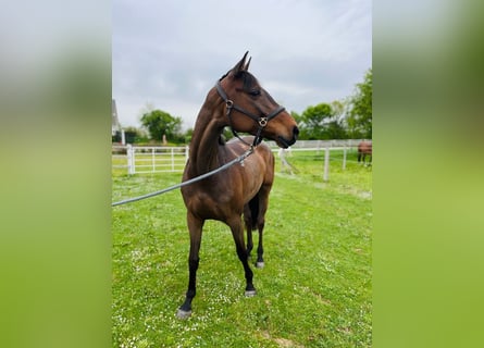 Caballo de Holstein, Yegua, 5 años, 165 cm, Castaño oscuro