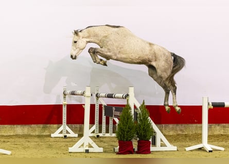 Caballo de Holstein, Yegua, 5 años, 166 cm, Tordo