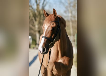 Caballo de Holstein, Yegua, 5 años, 167 cm, Alazán