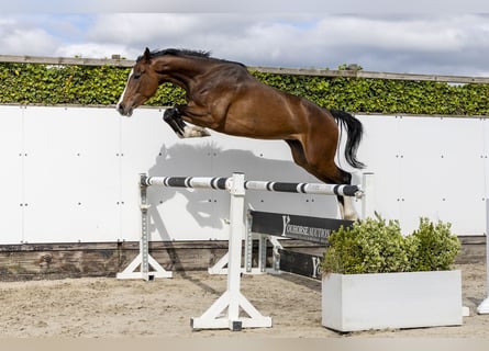 Caballo de Holstein, Yegua, 5 años, 167 cm, Castaño