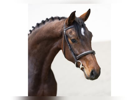 Caballo de Holstein, Yegua, 5 años, 168 cm, Castaño