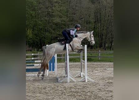 Caballo de Holstein, Yegua, 5 años, 168 cm, Tordo
