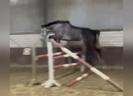 Caballo de Holstein, Yegua, 5 años, 168 cm, Tordo rodado