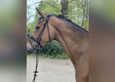 Caballo de Holstein, Yegua, 5 años, 170 cm, Castaño