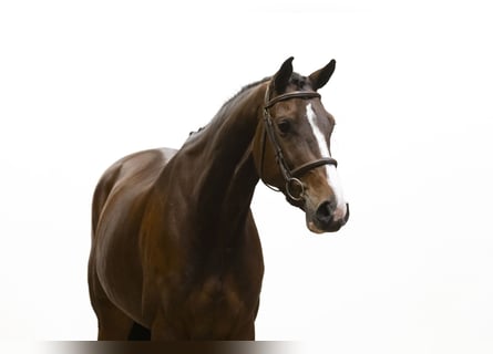 Caballo de Holstein, Yegua, 5 años, 170 cm, Castaño oscuro