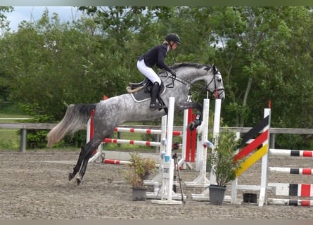 Caballo de Holstein, Yegua, 5 años, 170 cm, Tordo