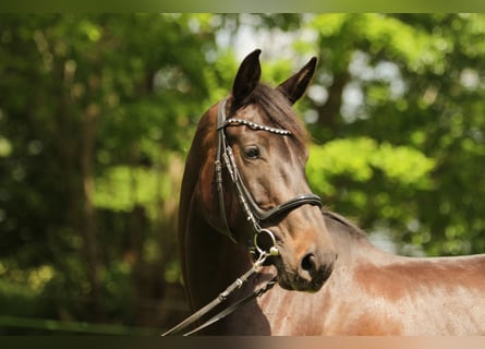 Caballo de Holstein, Yegua, 5 años, 171 cm, Castaño oscuro