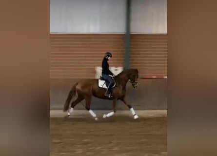 Caballo de Holstein, Yegua, 5 años, 172 cm, Alazán