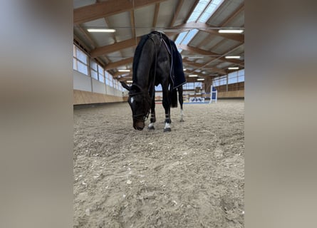 Caballo de Holstein, Yegua, 5 años, 172 cm, Morcillo