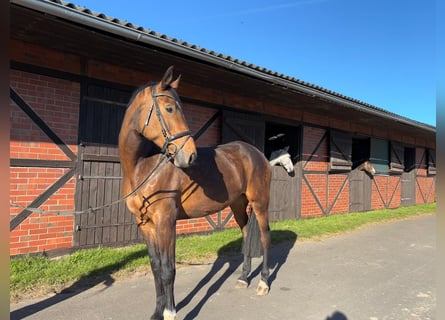 Caballo de Holstein, Yegua, 5 años, 177 cm