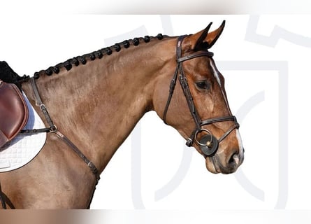 Caballo de Holstein, Yegua, 5 años, Castaño