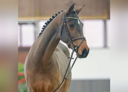 Caballo de Holstein, Yegua, 5 años, Castaño