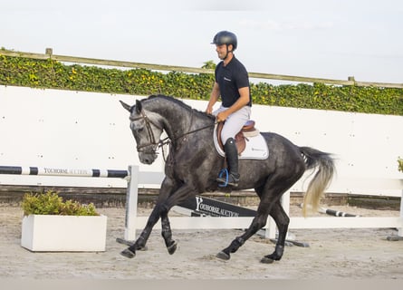 Caballo de Holstein, Yegua, 5 años, Grullo