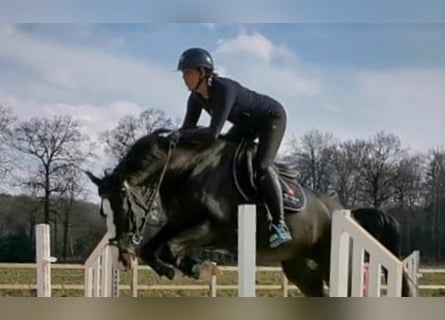 Caballo de Holstein, Yegua, 5 años, Negro